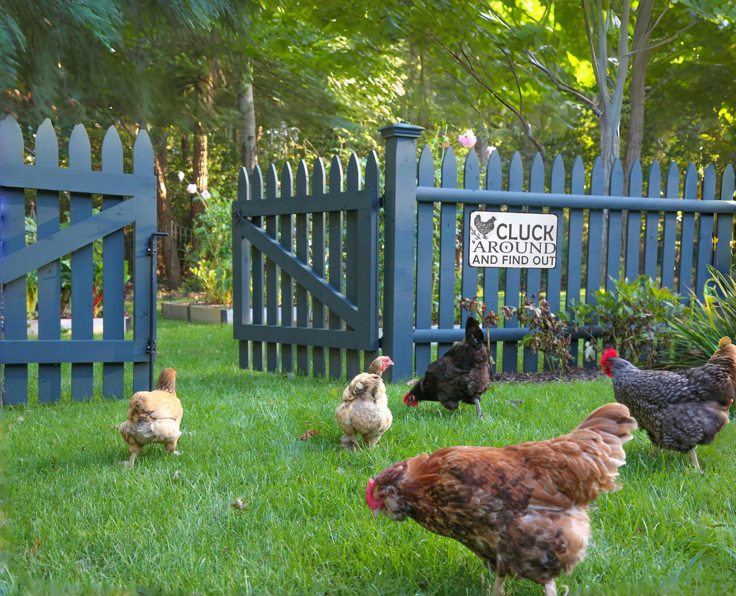 Funny Chicken Cluck Around and Find Out Tin Sign for Home Farm Chicken Coop Farmhouse Kicthen Garden Decor 8 X 12 Inch (3020) - DigiVirt