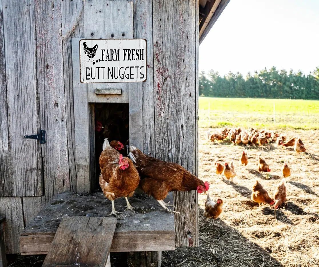 Funny Chicken Cluck Around and Find Out Tin Sign for Home Farm Chicken Coop Farmhouse Kicthen Garden Decor 8 X 12 Inch (3020) - DigiVirt