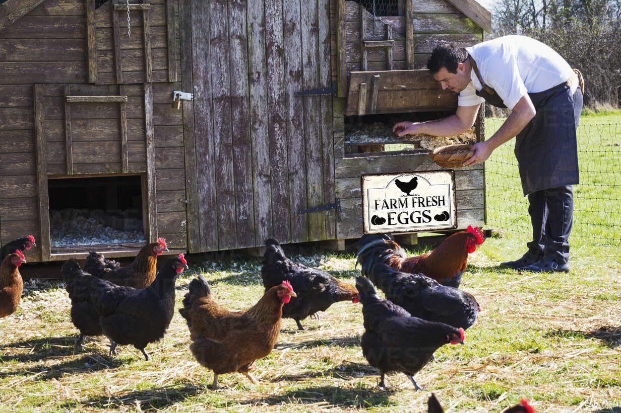 Funny Chicken Cluck Around and Find Out Tin Sign for Home Farm Chicken Coop Farmhouse Kicthen Garden Decor 8 X 12 Inch (3020) - DigiVirt